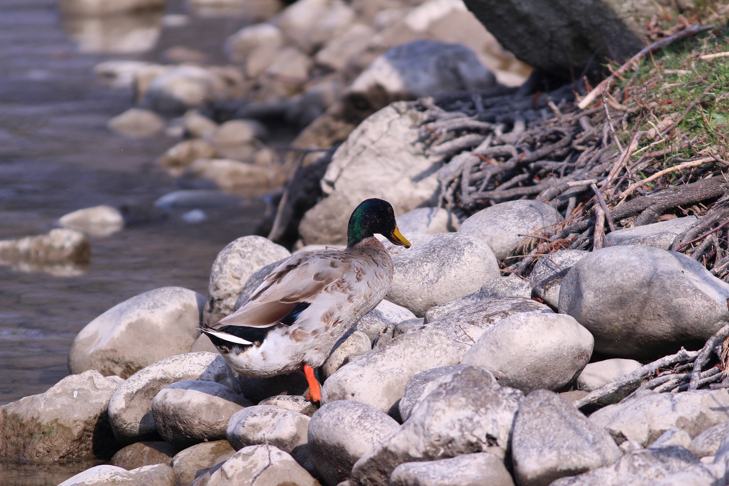 la scalata del germano