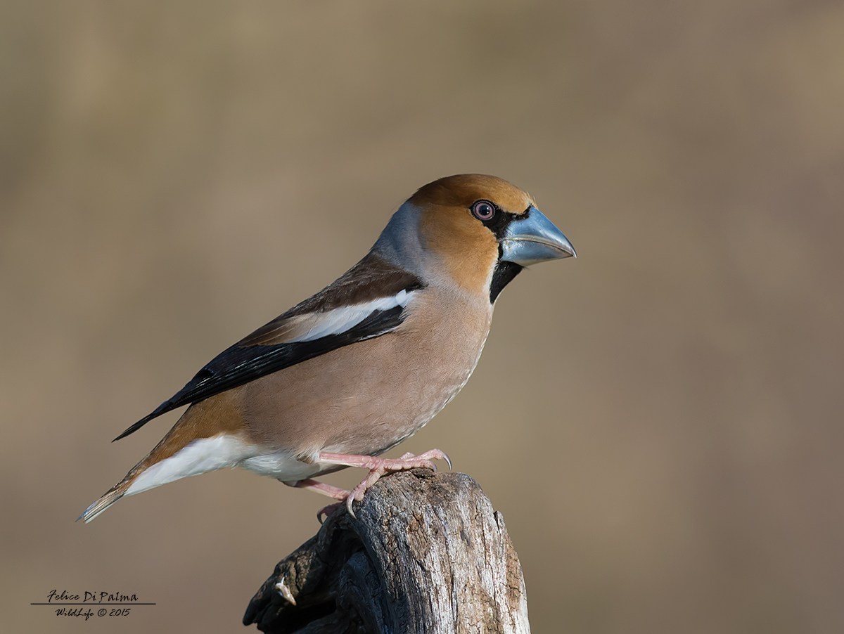 Hawfinch