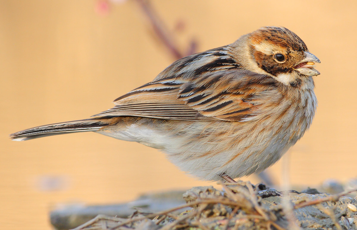 Reed Bunting