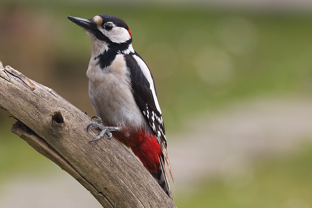 Una presenza costante
