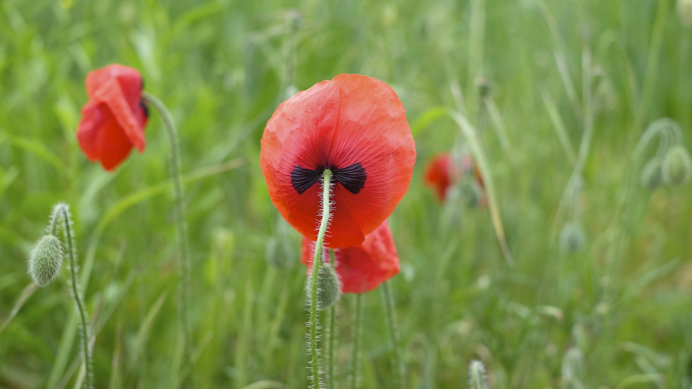 Poppies 1