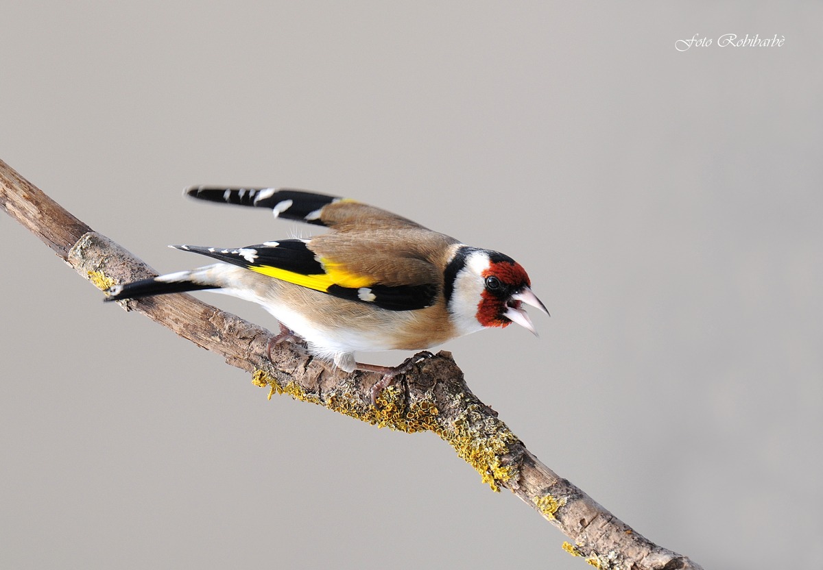 Goldfinch attack ...
