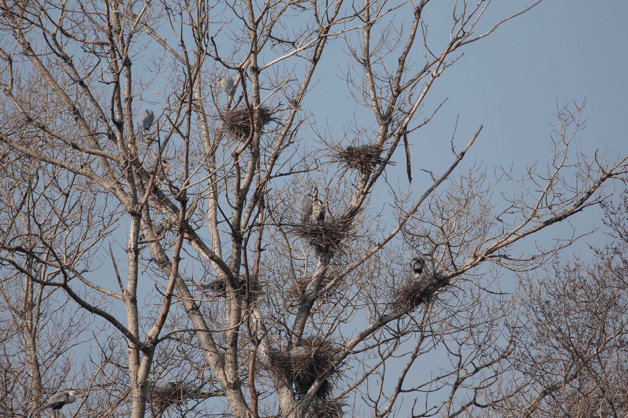 1DX & 100-400isii & 1.4xiii make