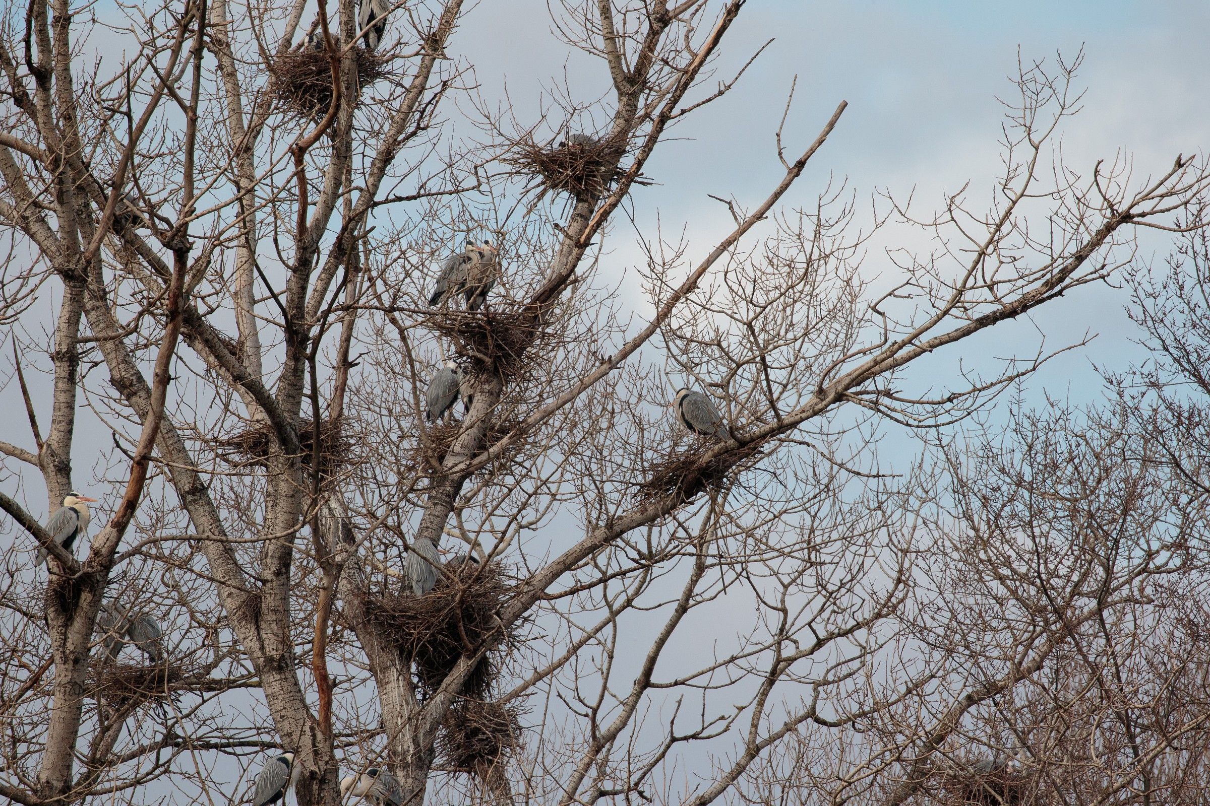 7d2 & 100-400isii make