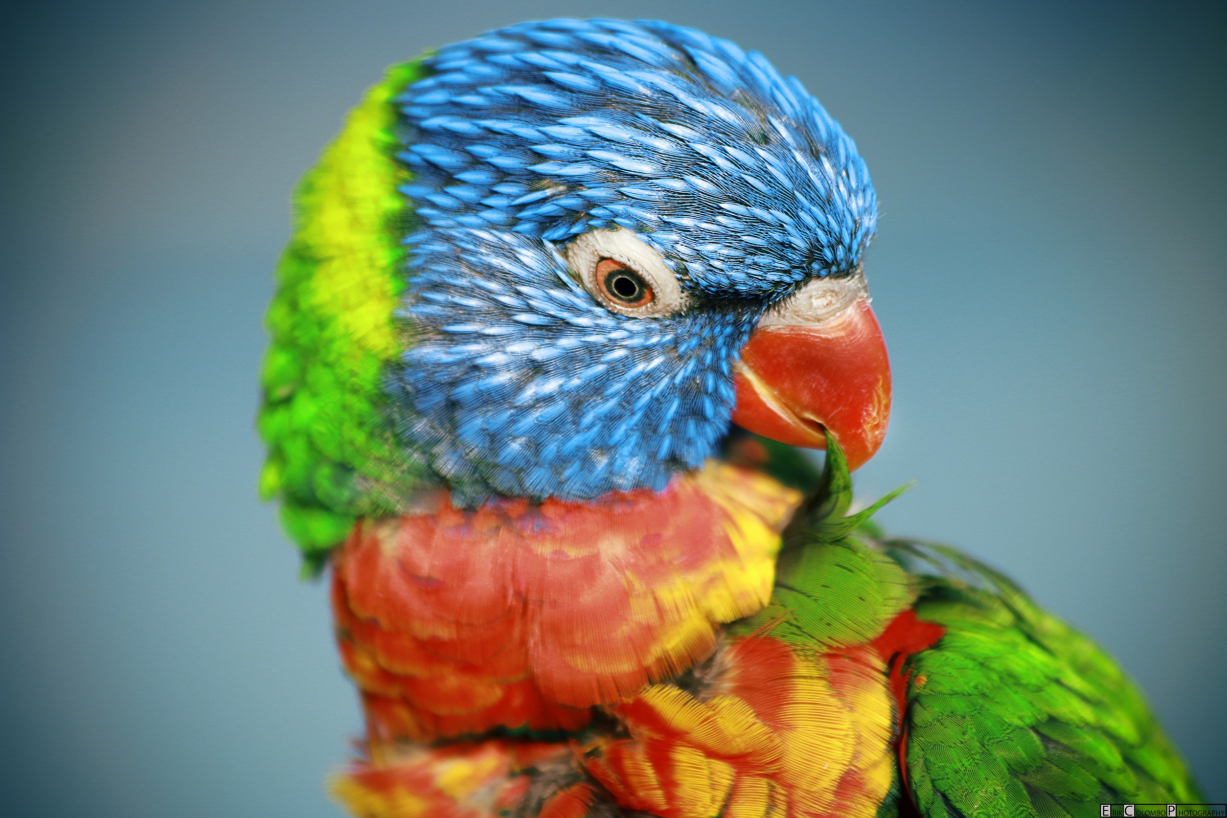 curioso incontro al lago