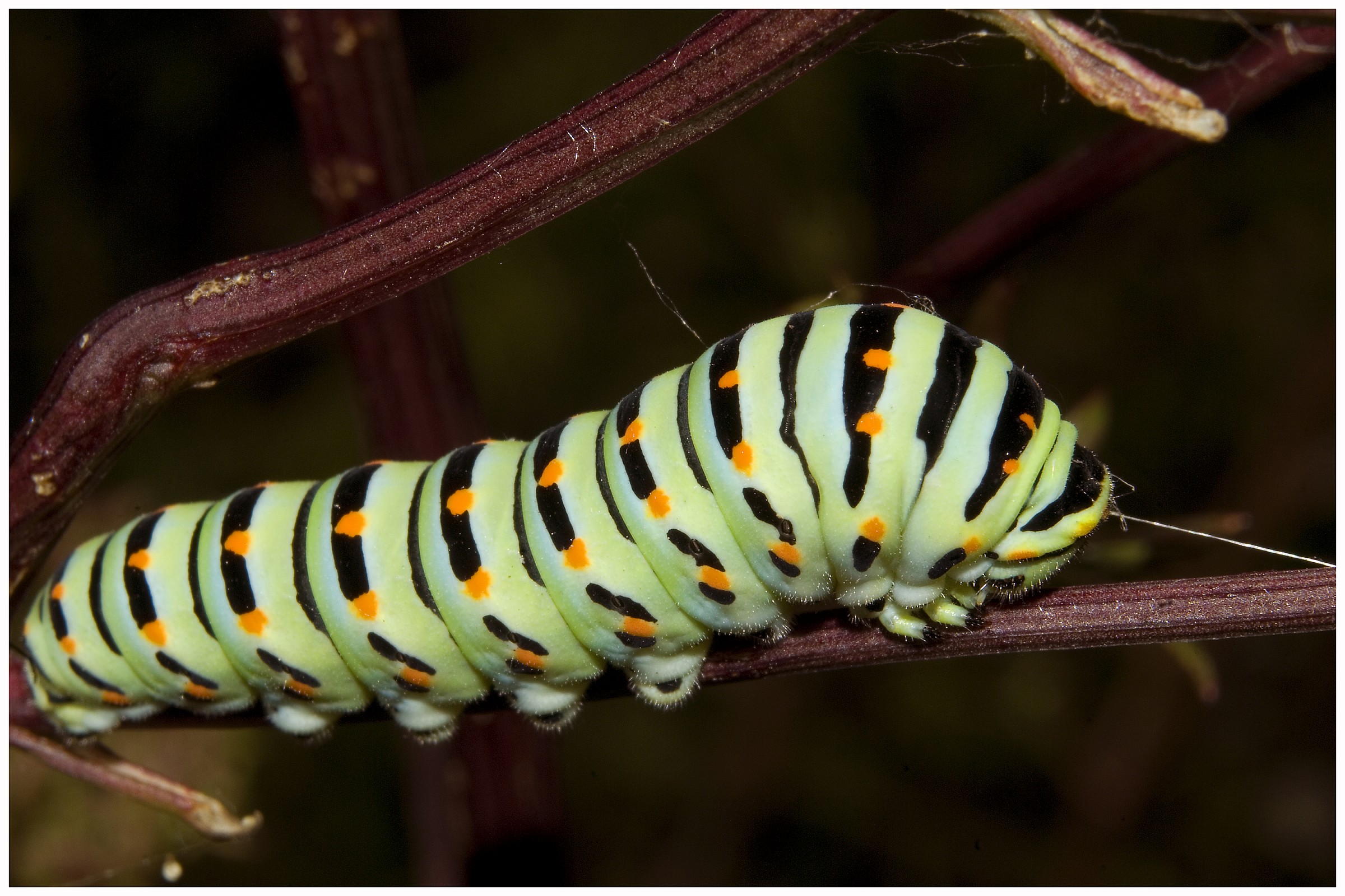 Caterpillar
