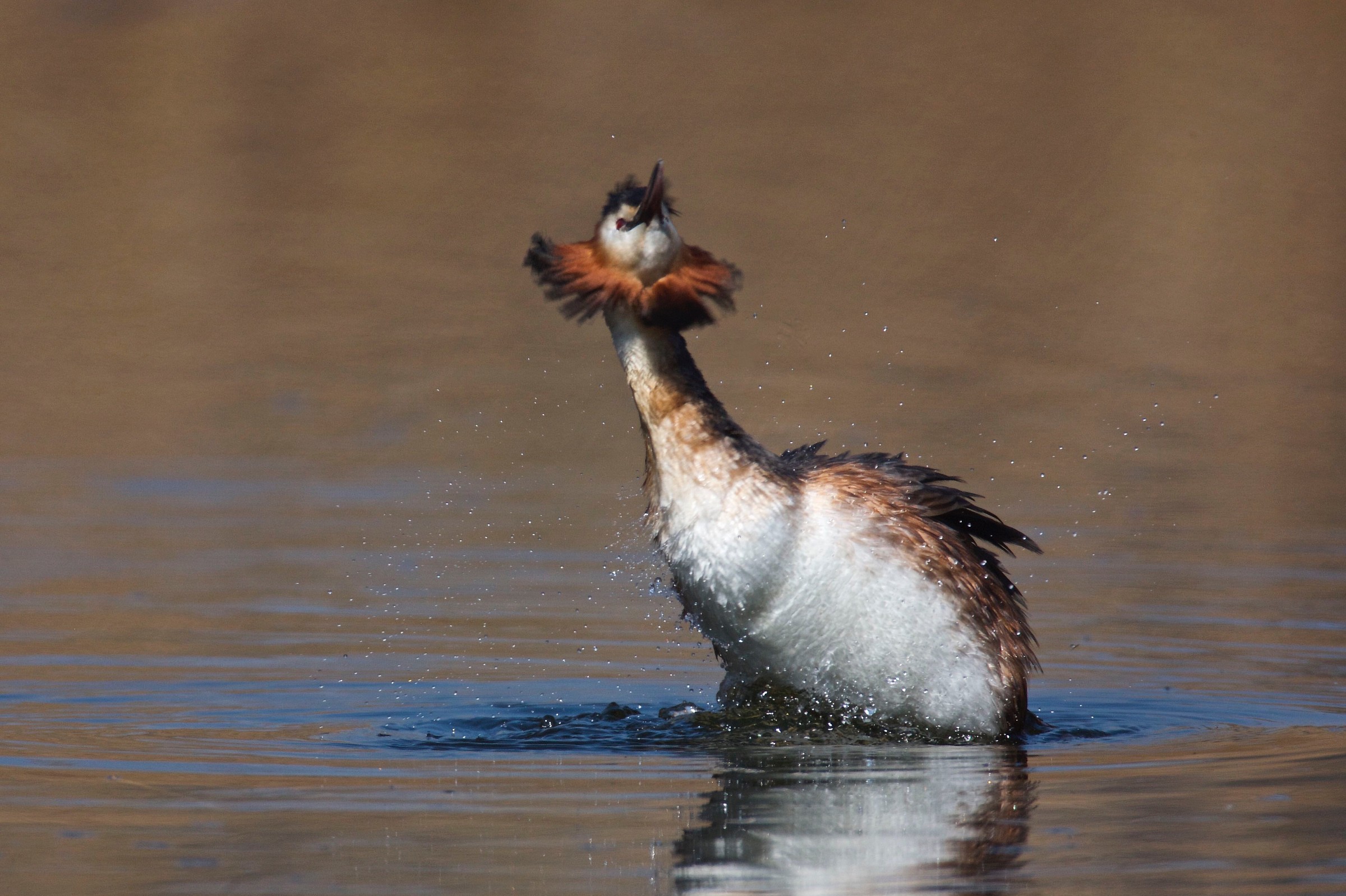 Cortigiano in panning