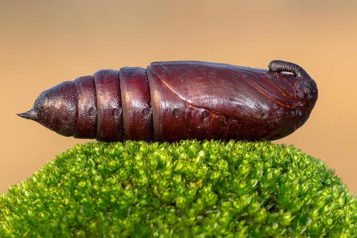 Sphinx of the privet (chrysalis wintering)