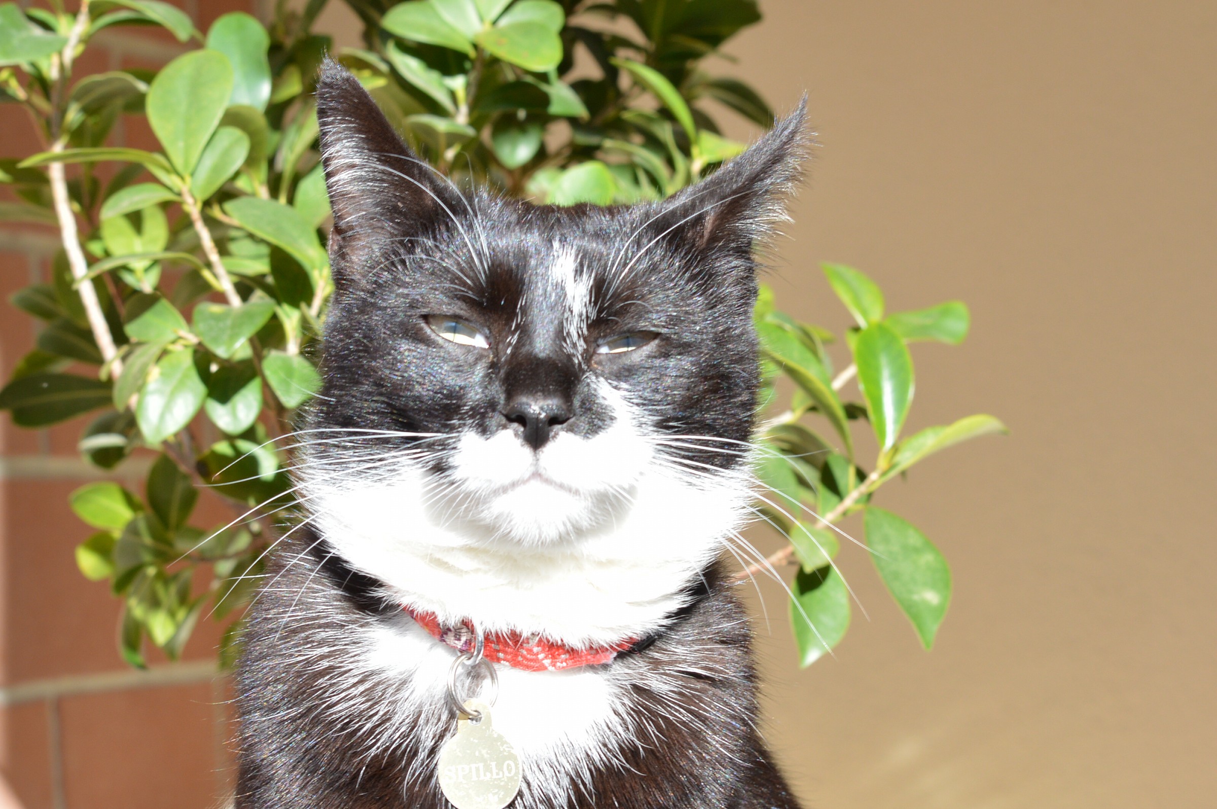 il gatto texano dagli occhi di ghiaccio