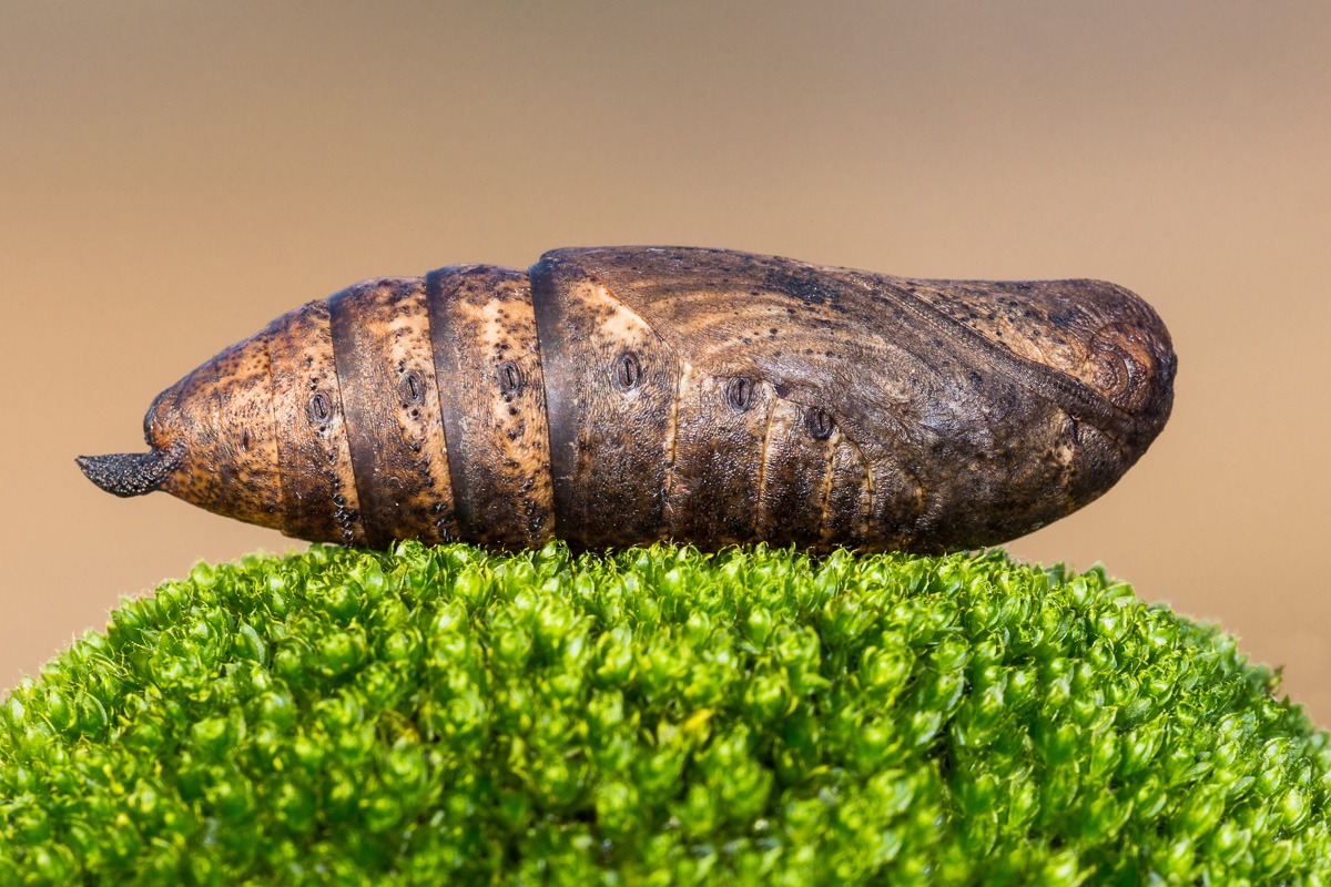 Hummingbird Moth (chrysalis wintering)