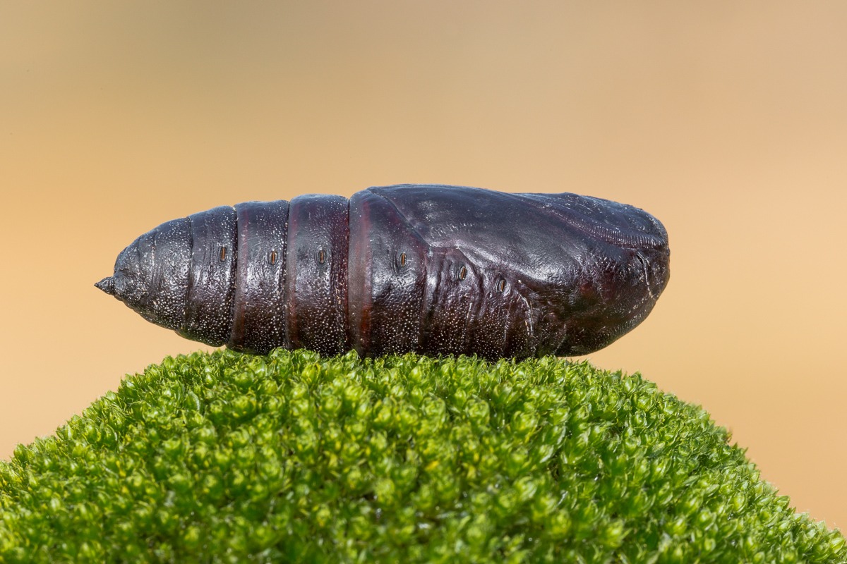 Sphinx ocellata (chrysalis wintering)