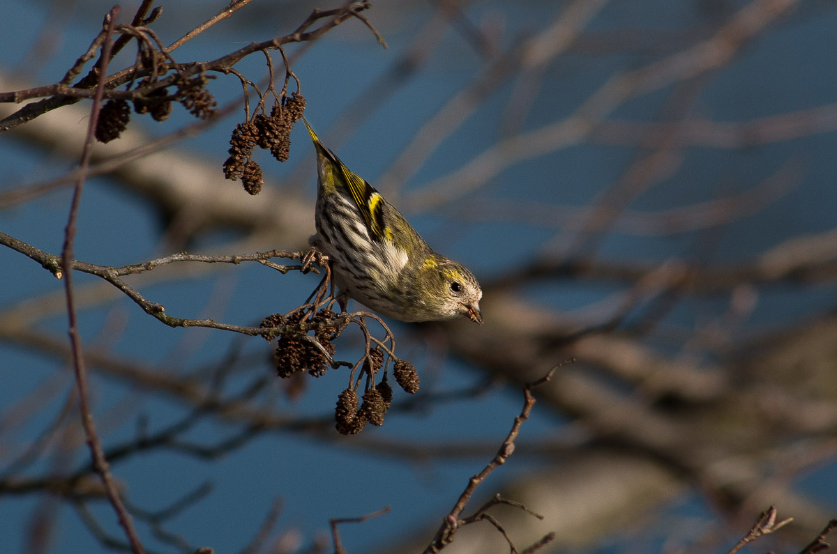 Siskin