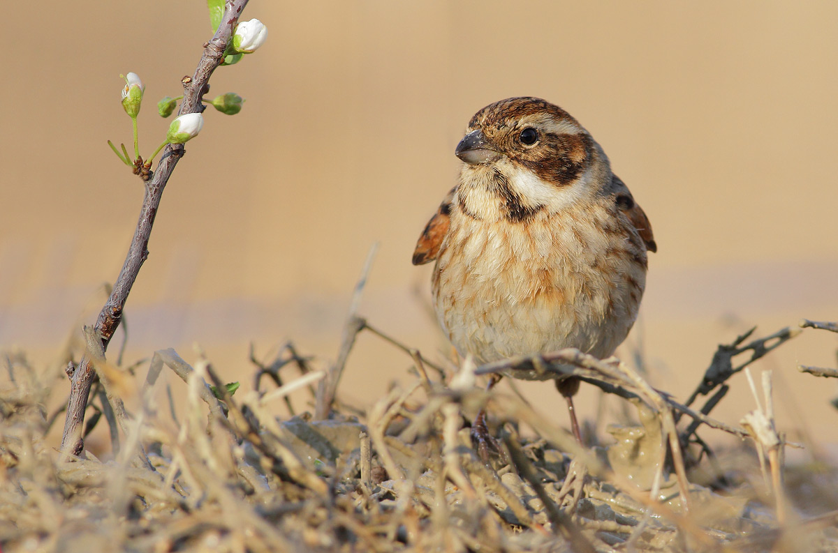 Reed Bunting