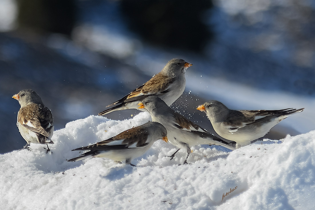 Fringuello Alpino 2015 Bocca di Selva