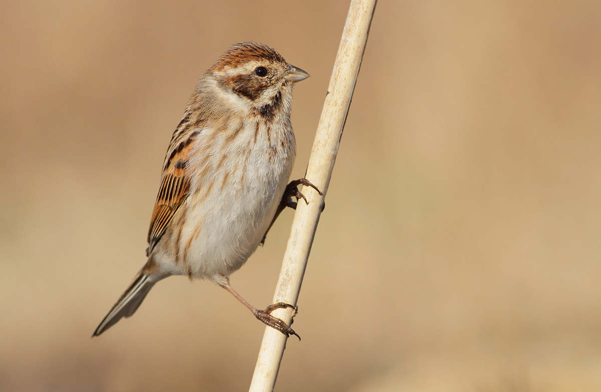 Reed Bunting