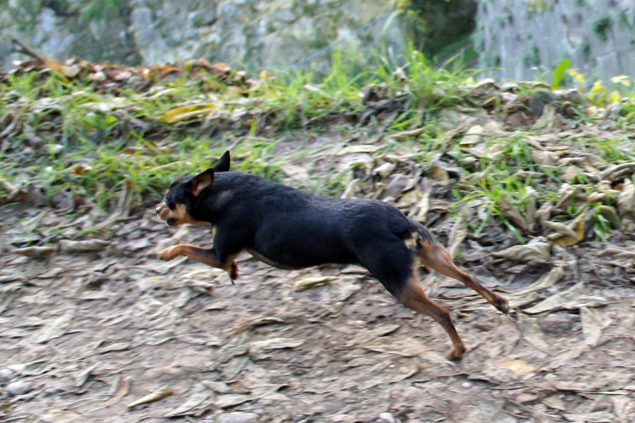 Piccola scheggia....