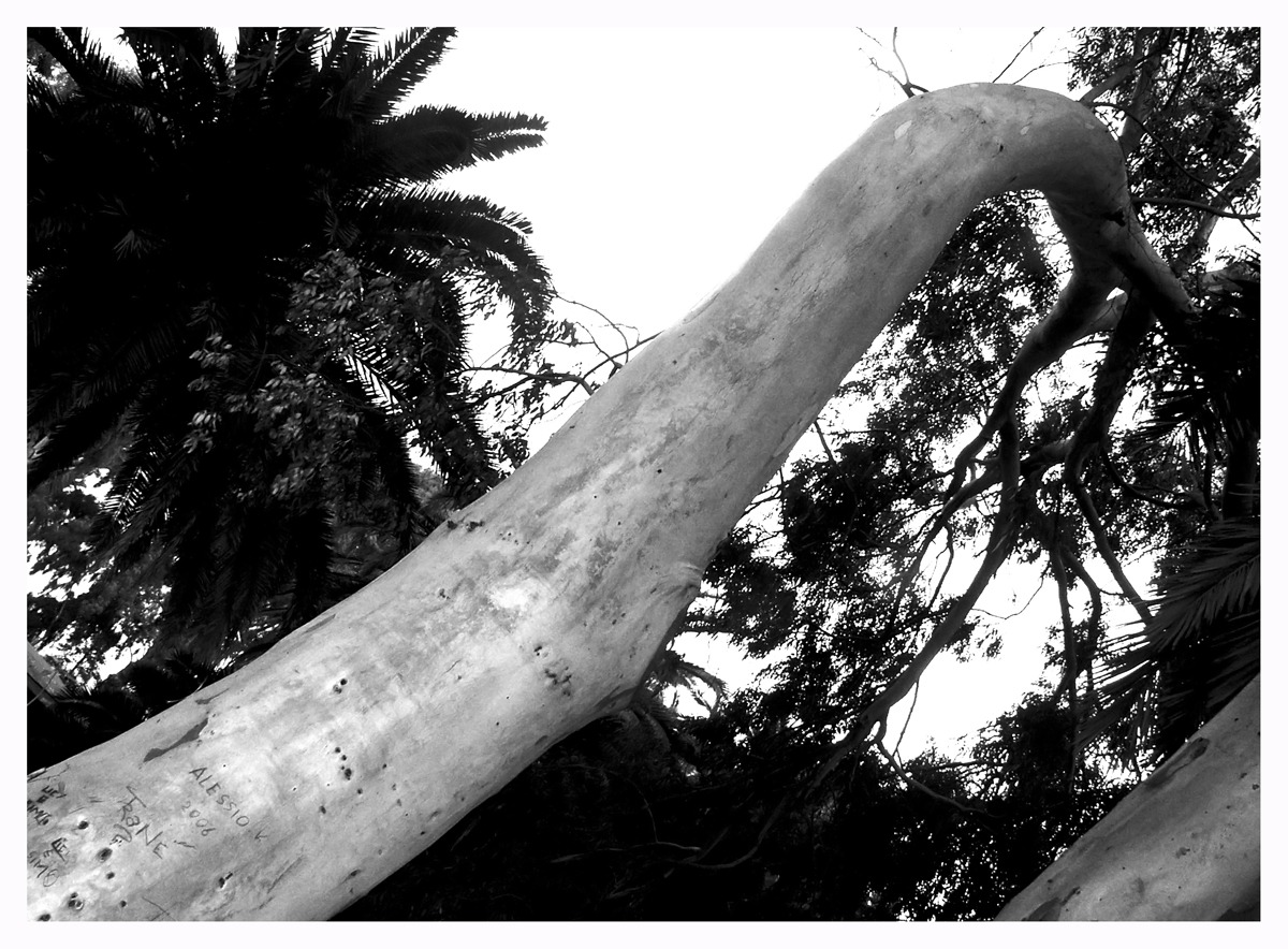 Strane forme della natura