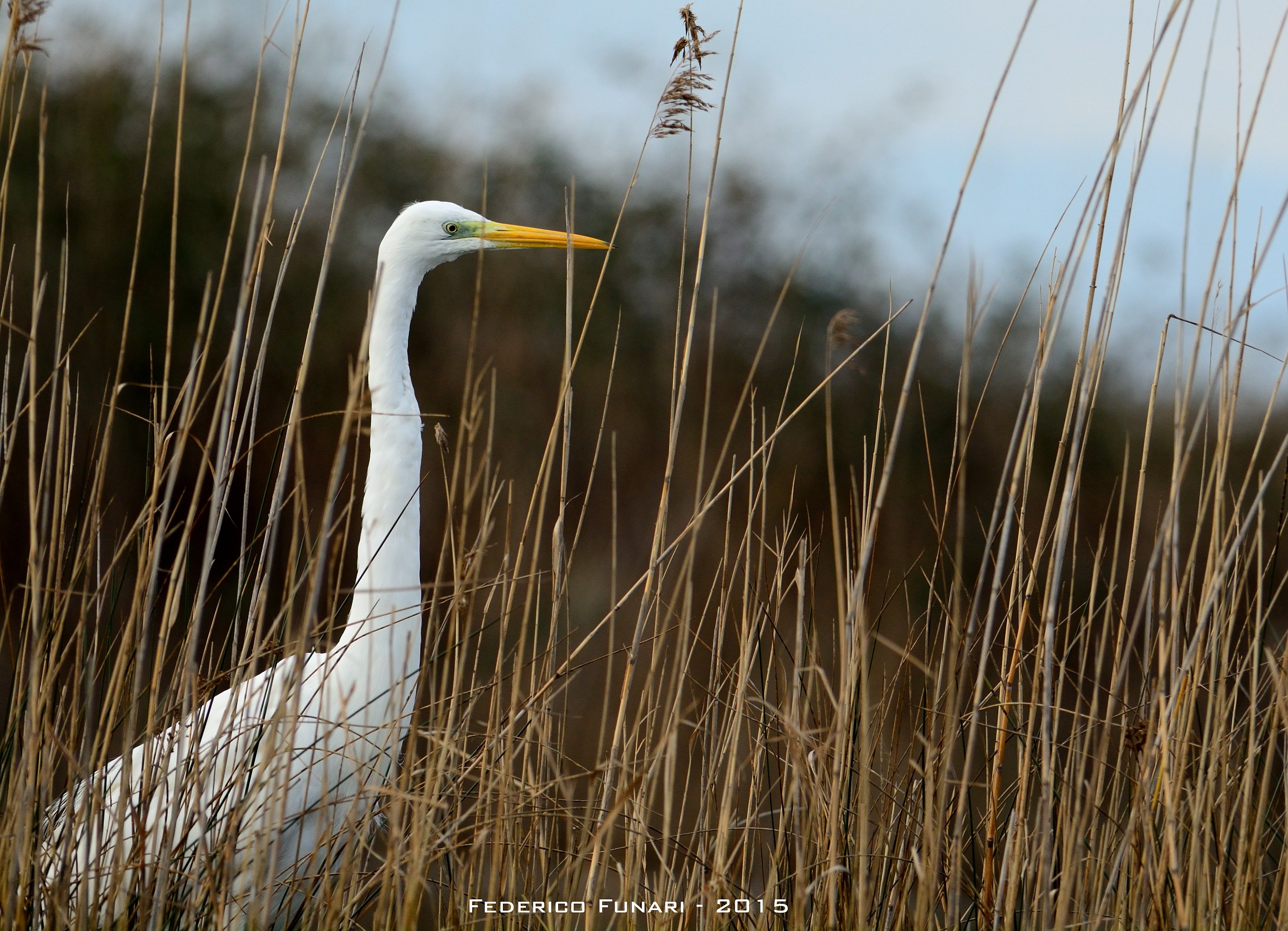 Airone Bianco maggiore
