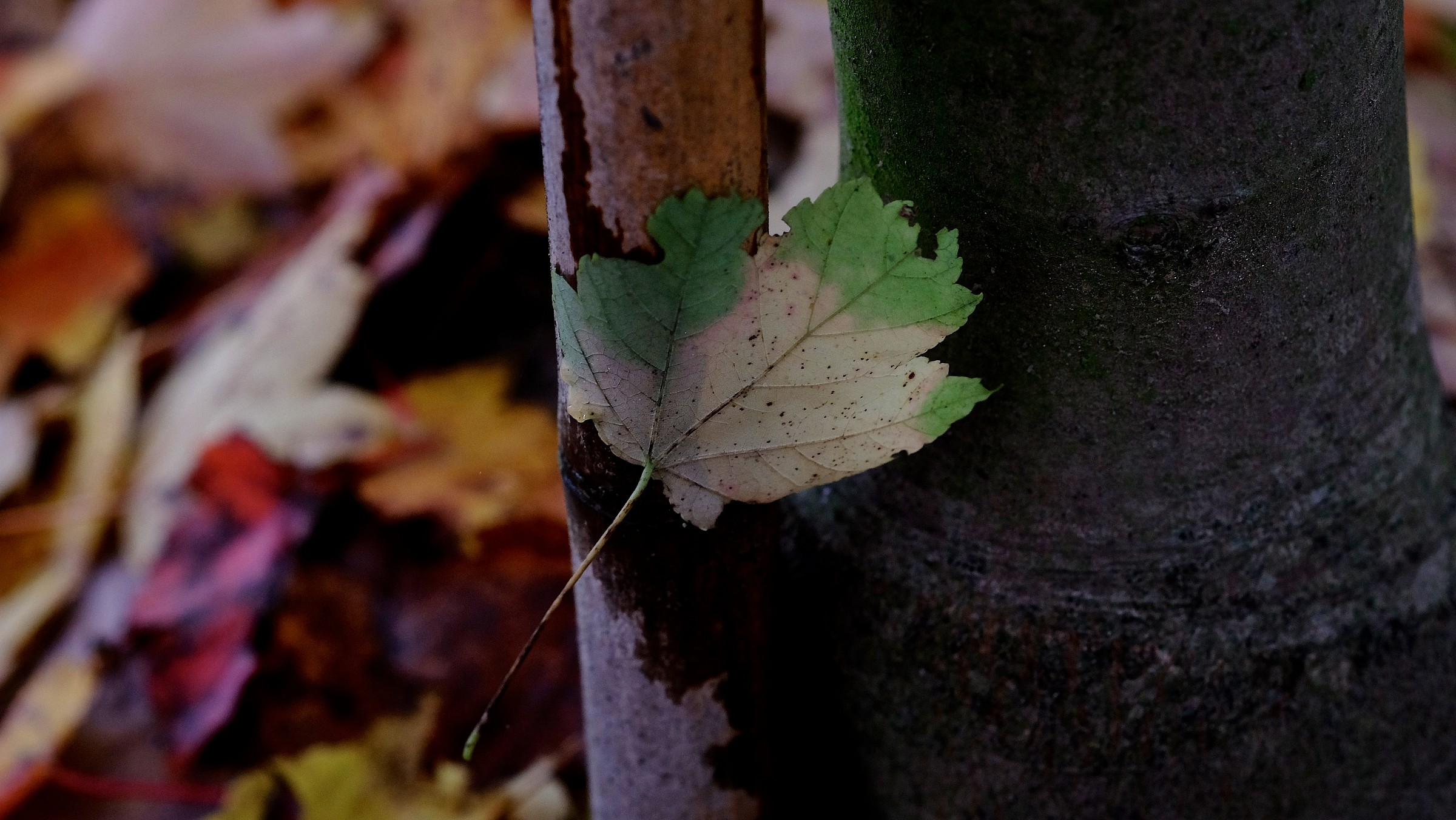 Leaves in autumn 4