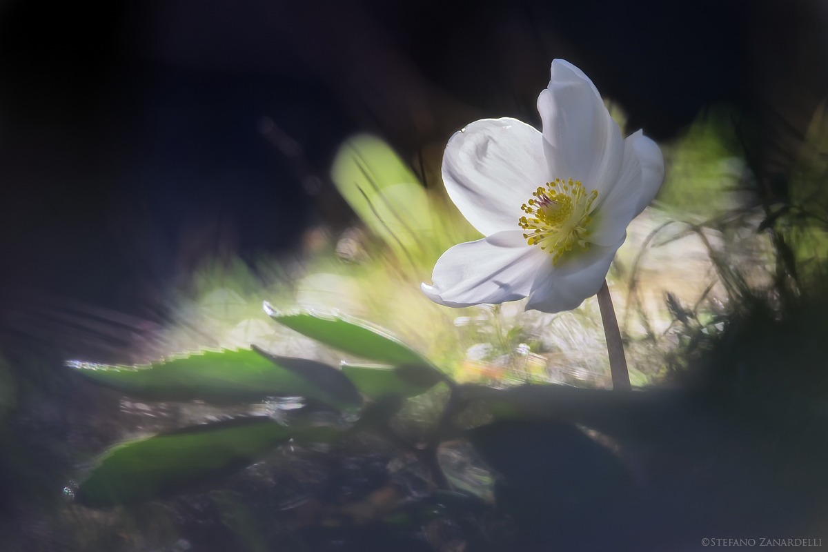 Hellebore ... the awakening of the forest ...