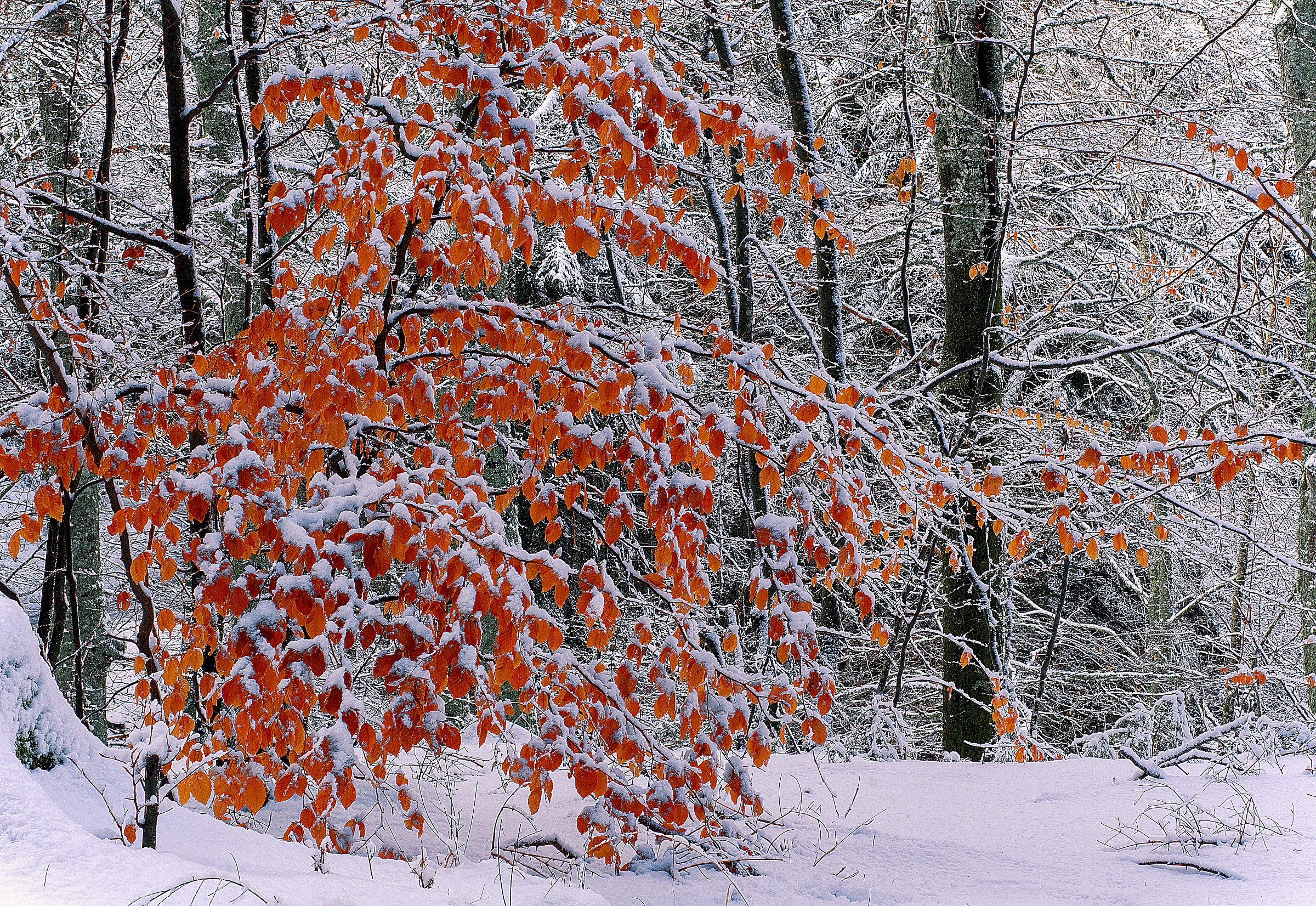 Autumn, latest colors