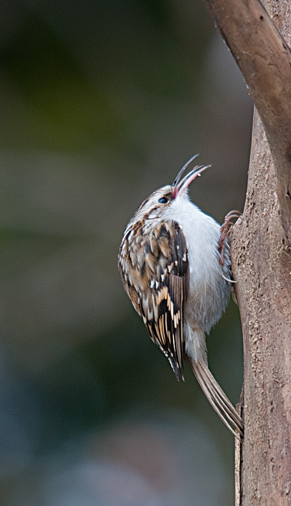 Rampichino (Certhia brachydactyla)