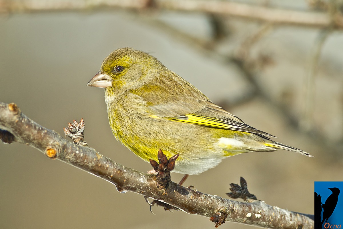 verdone  maschio ......ambientato
