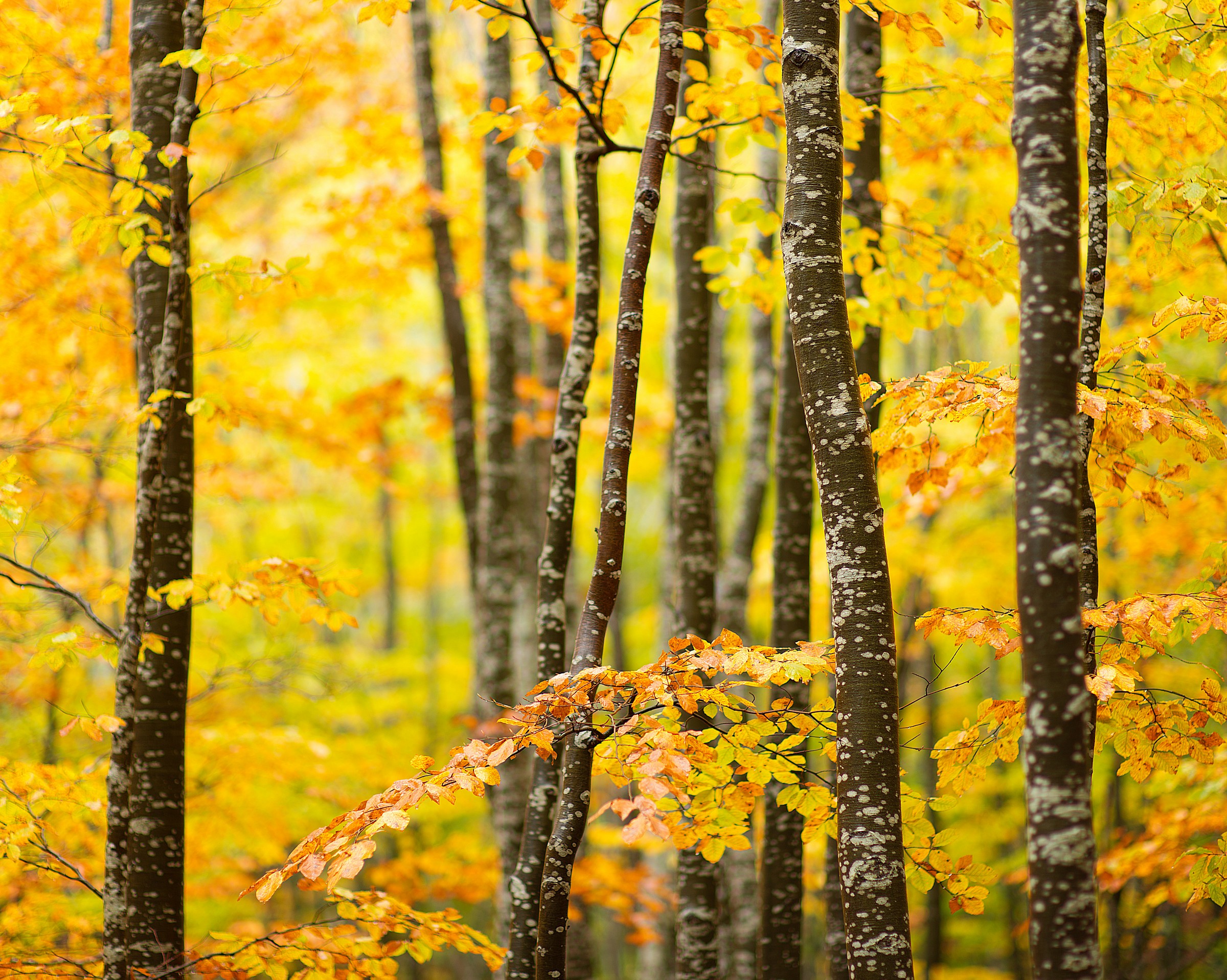 Immersi, nei colori d'autunno