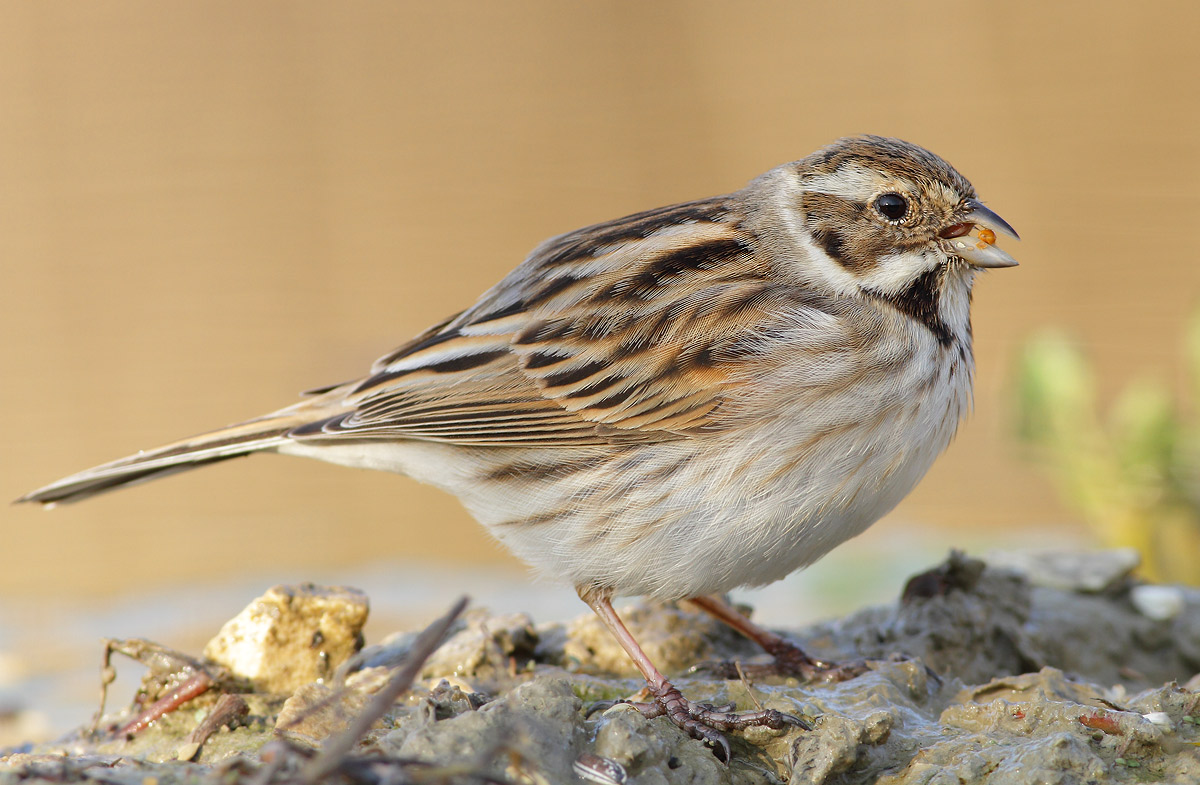 Reed Bunting