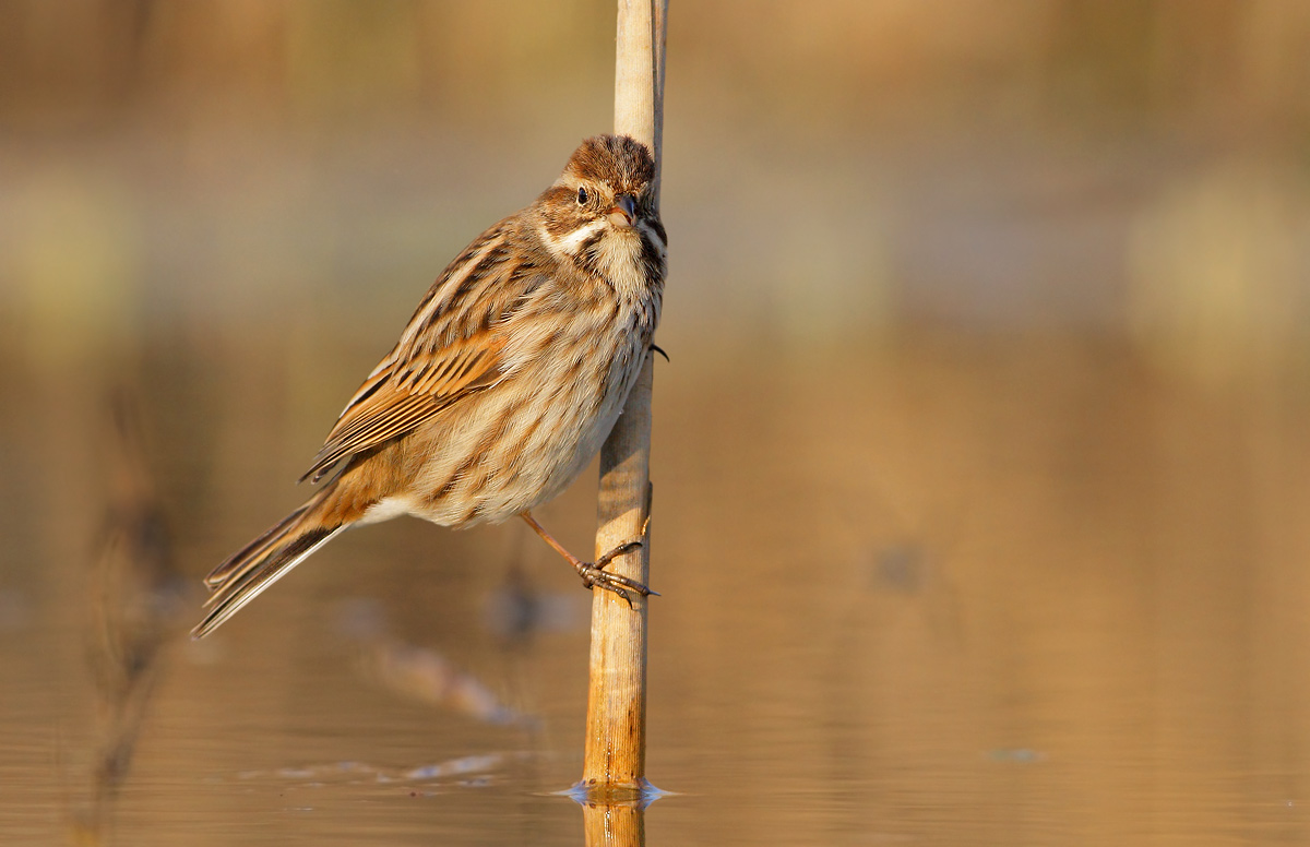 Reed Bunting