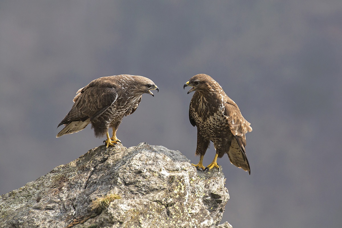 "Bickering" in the family