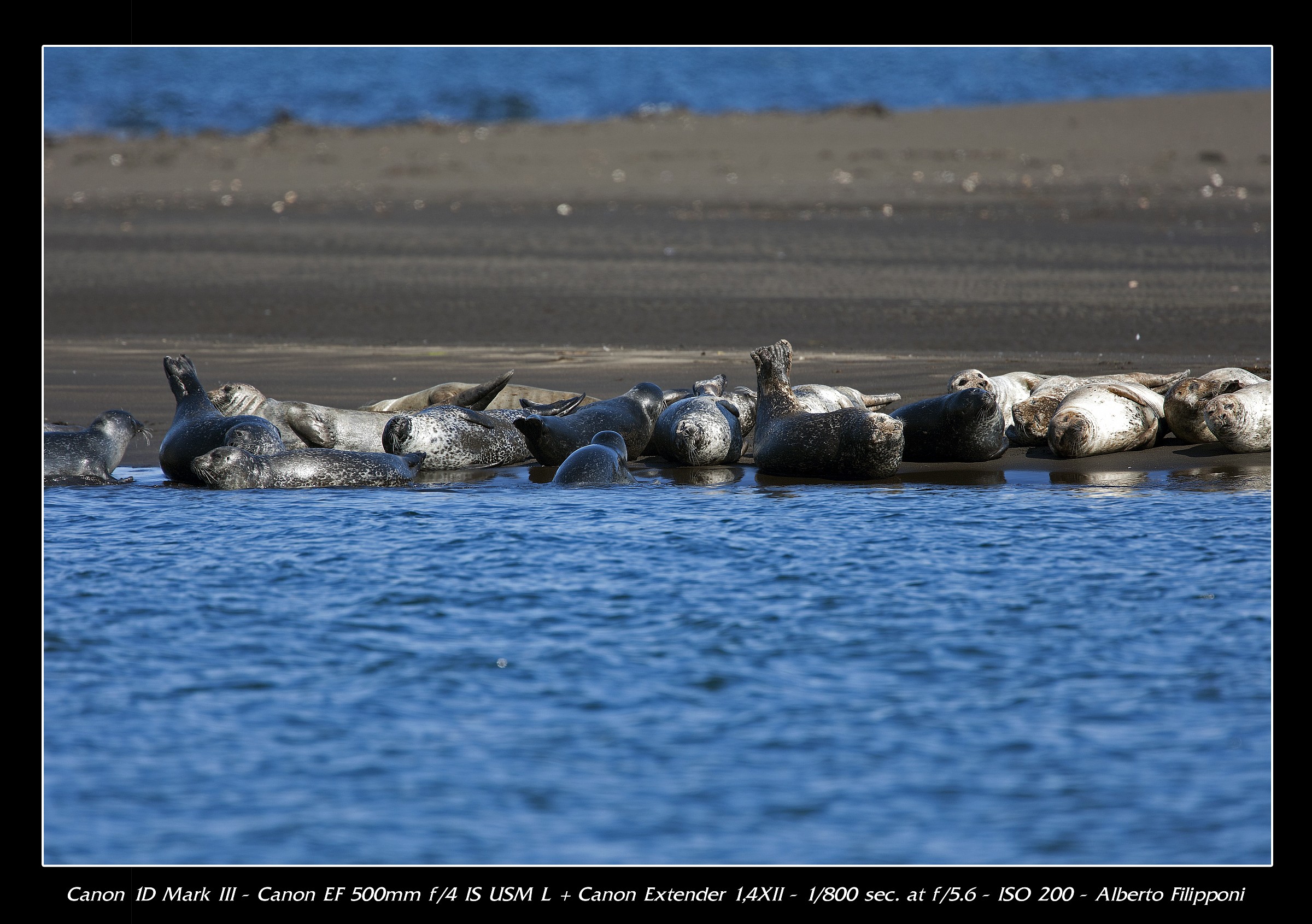 Colonia di foche - penisola di Vatnsnes - Islanda
