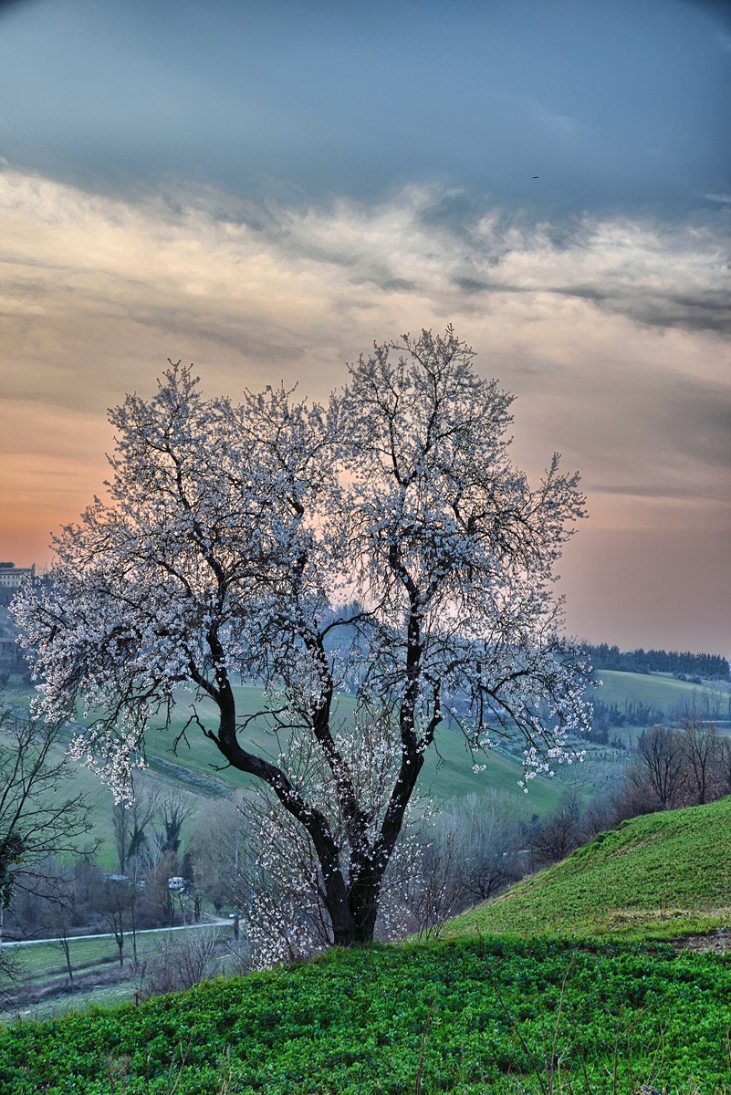 Prime fioriture di primavera