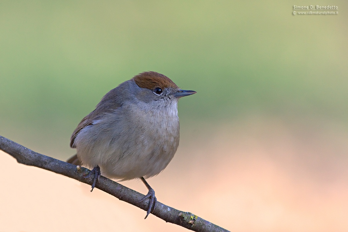 Blackcap female