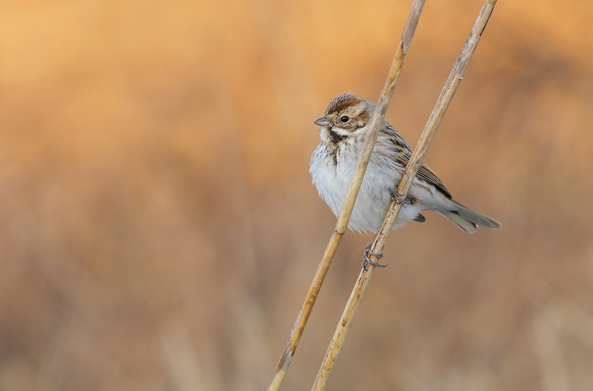 Reed Bunting dawn