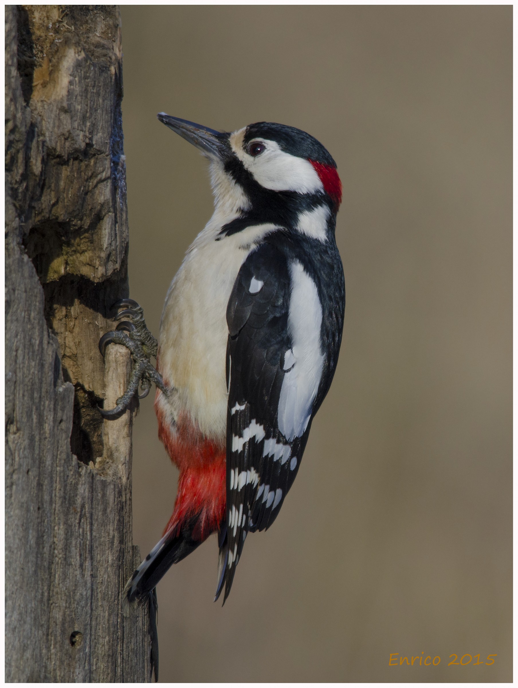 Picchio rosso maschio al lavoro