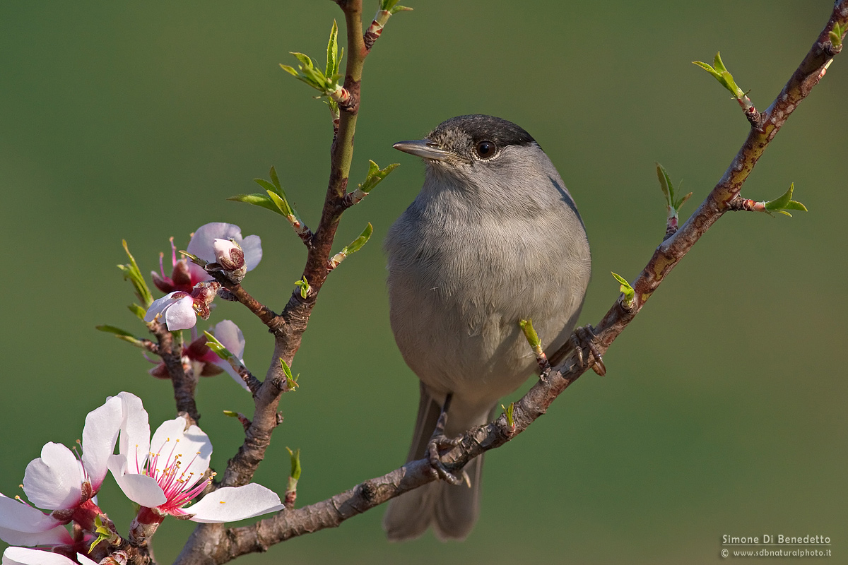 Male blackcap