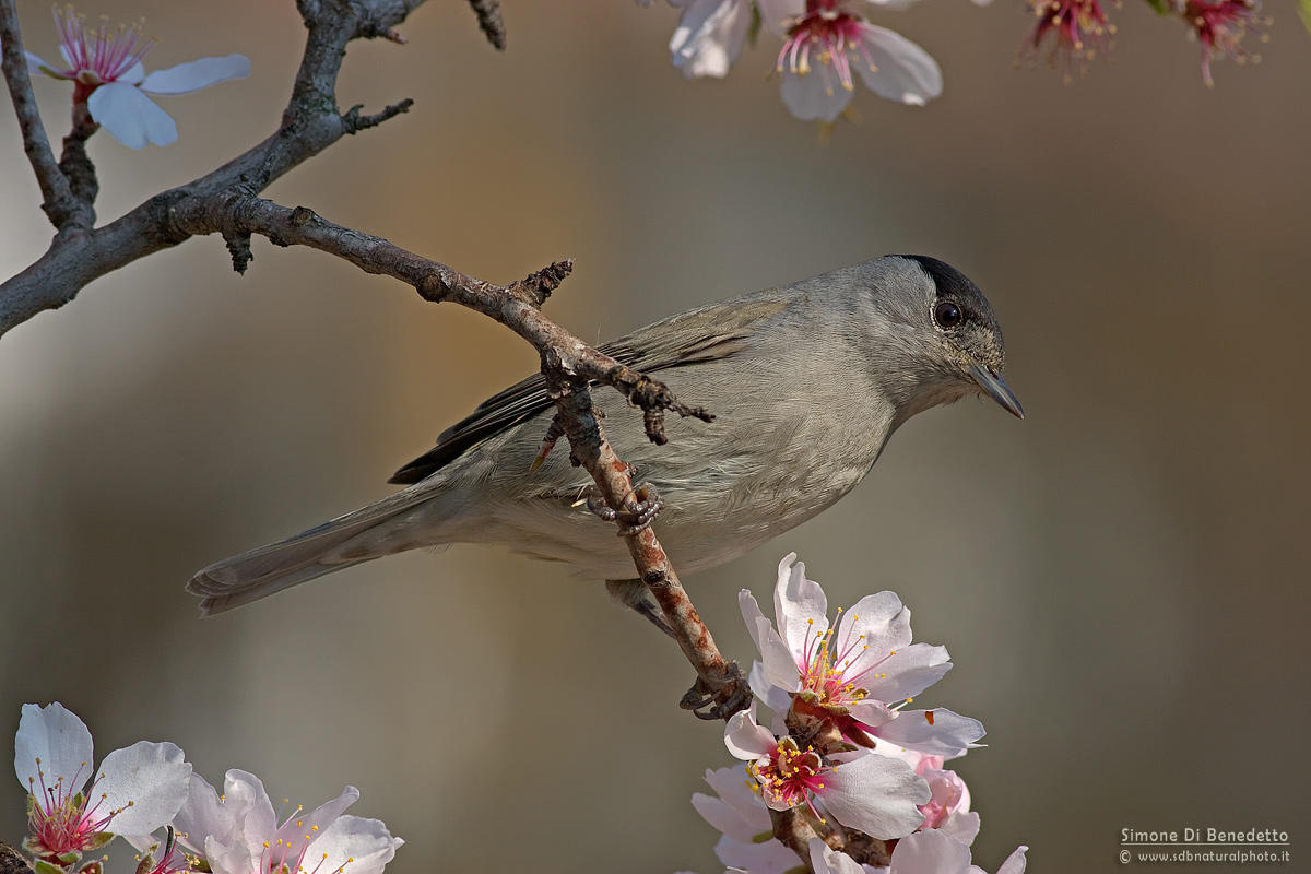 Male blackcap