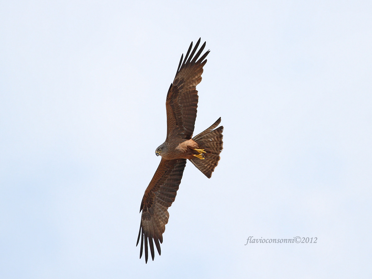 Black Kite