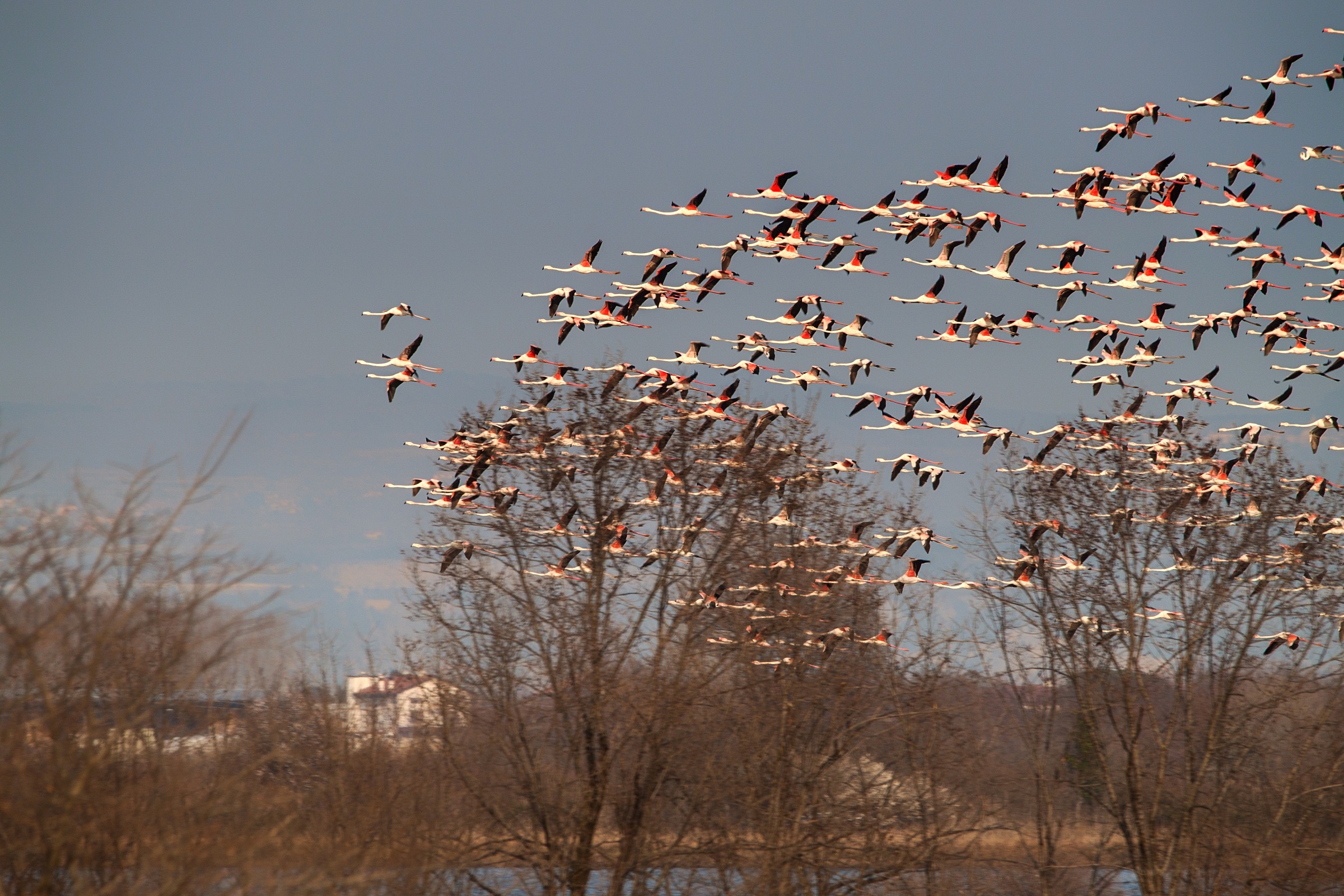 fenicotteri in Valle cavanata