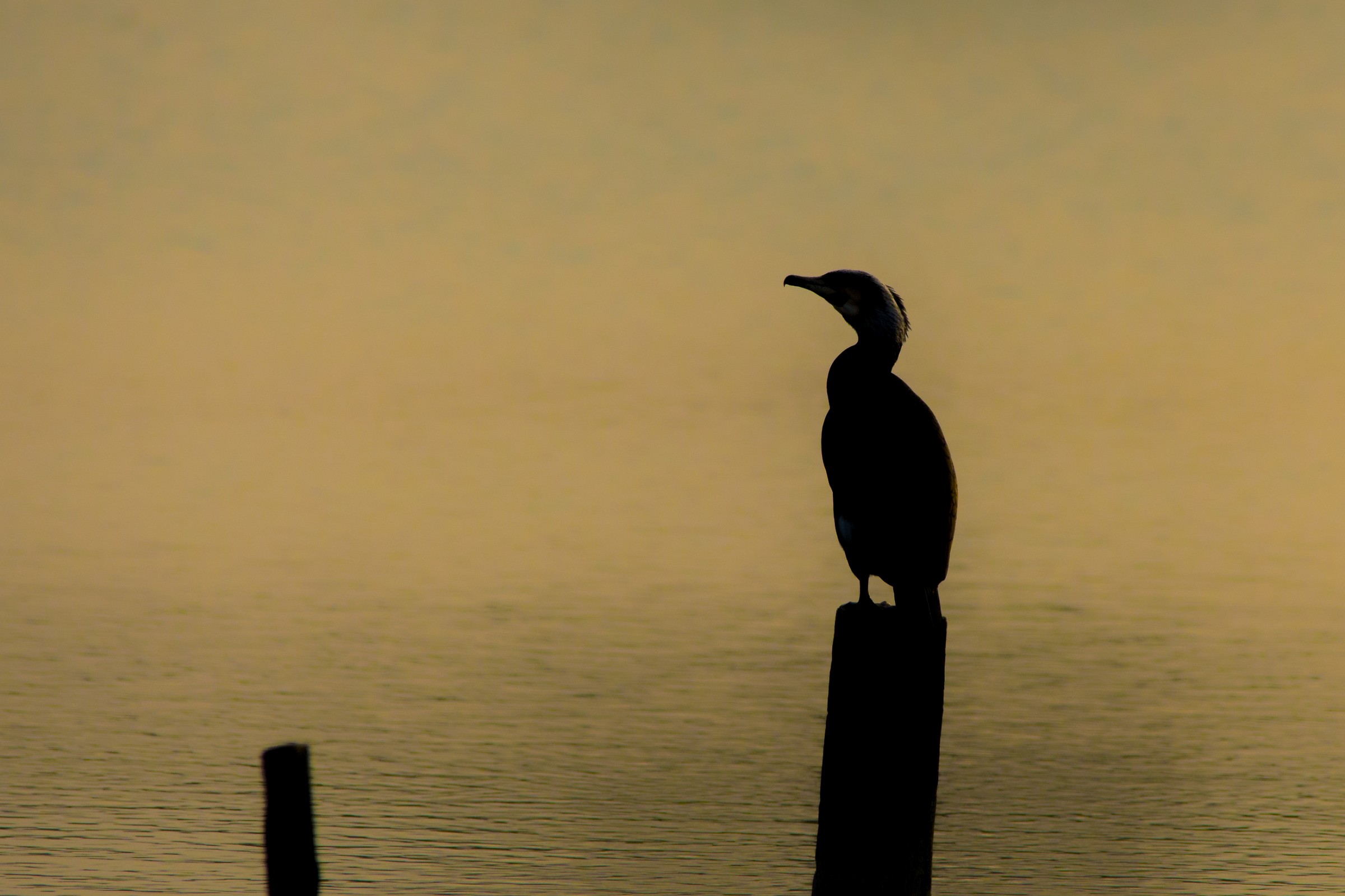 Cormorant backlight