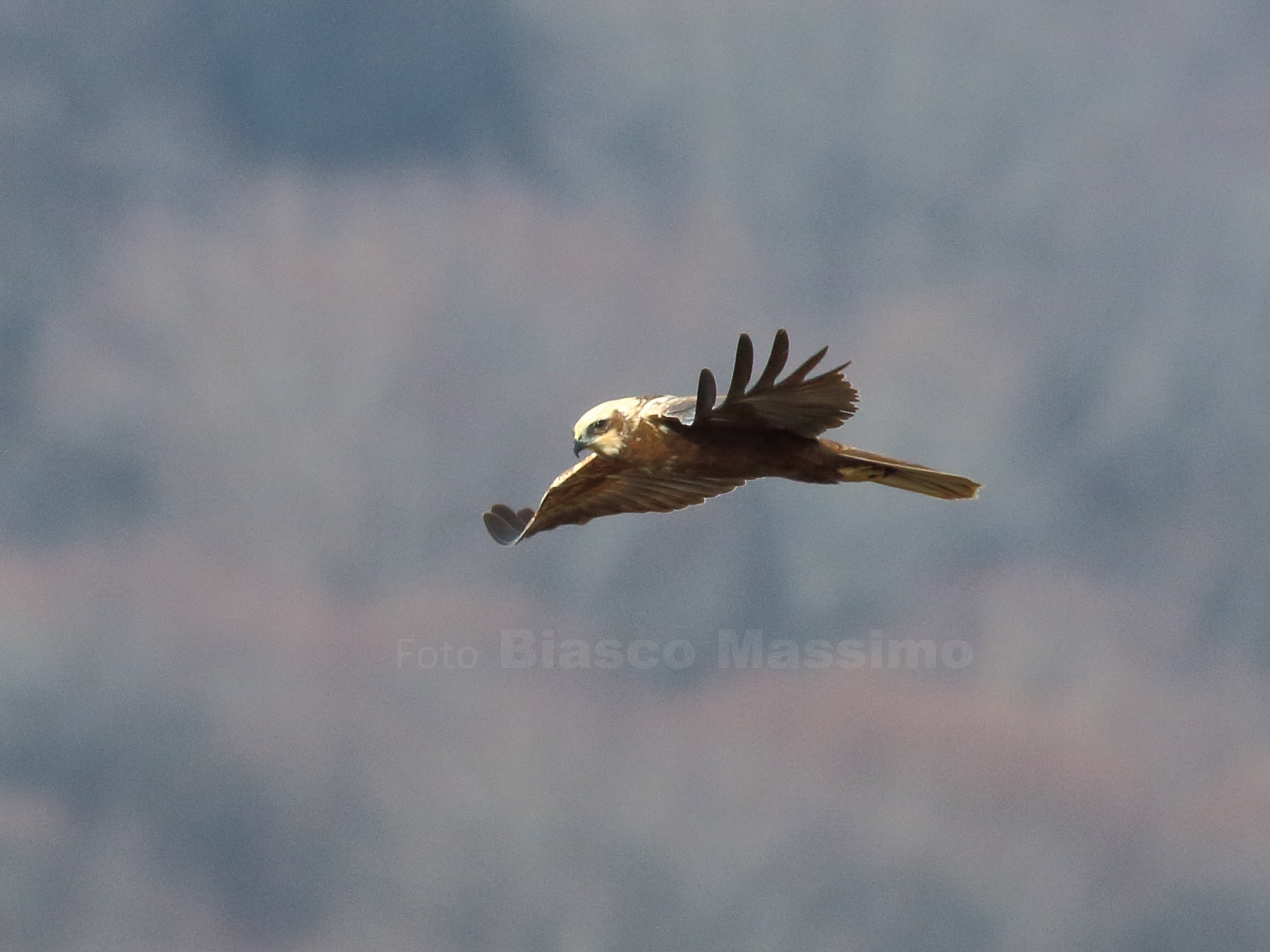 Female Marsh Harrier