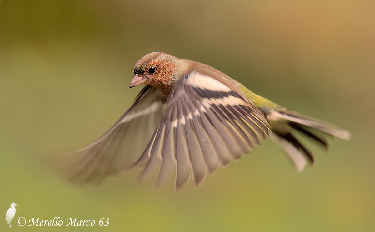 Male Chaffinch in ...... Flight Plastico.