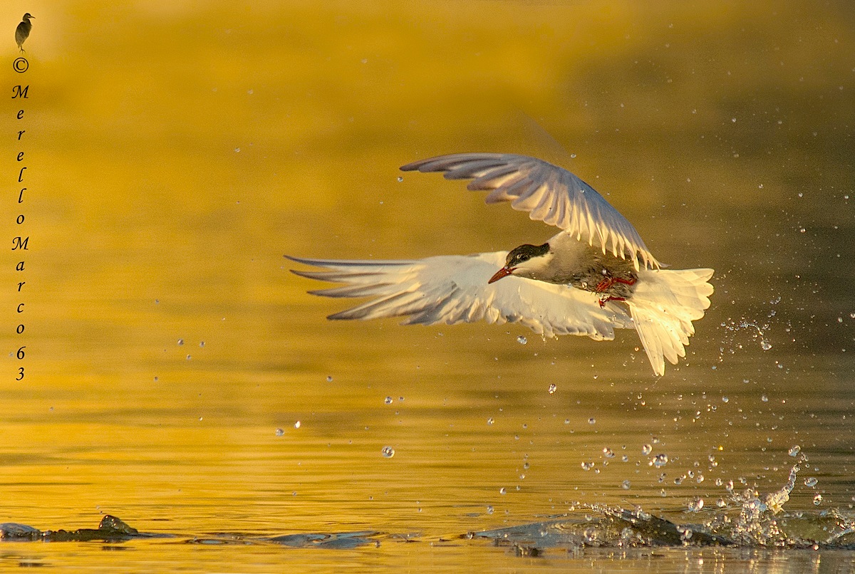 Whiskered Tern in .... Cut.