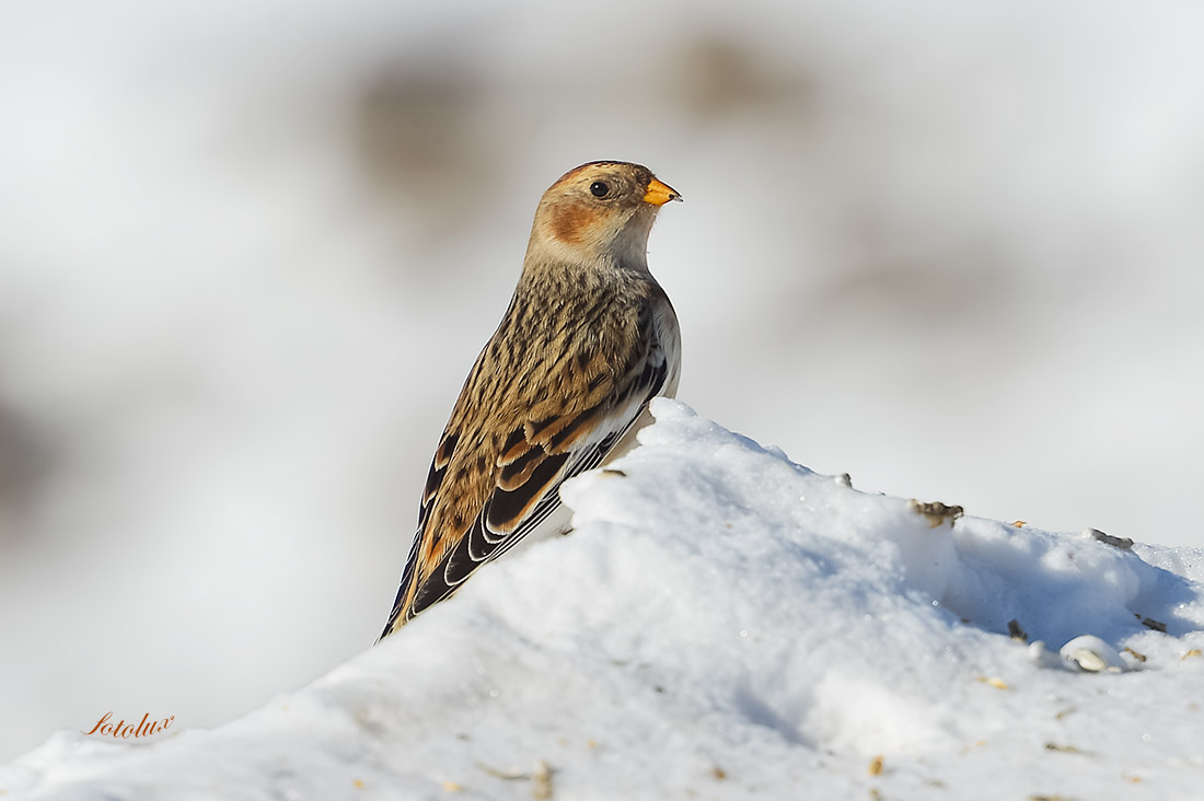 PP- Zigolo delle nevi