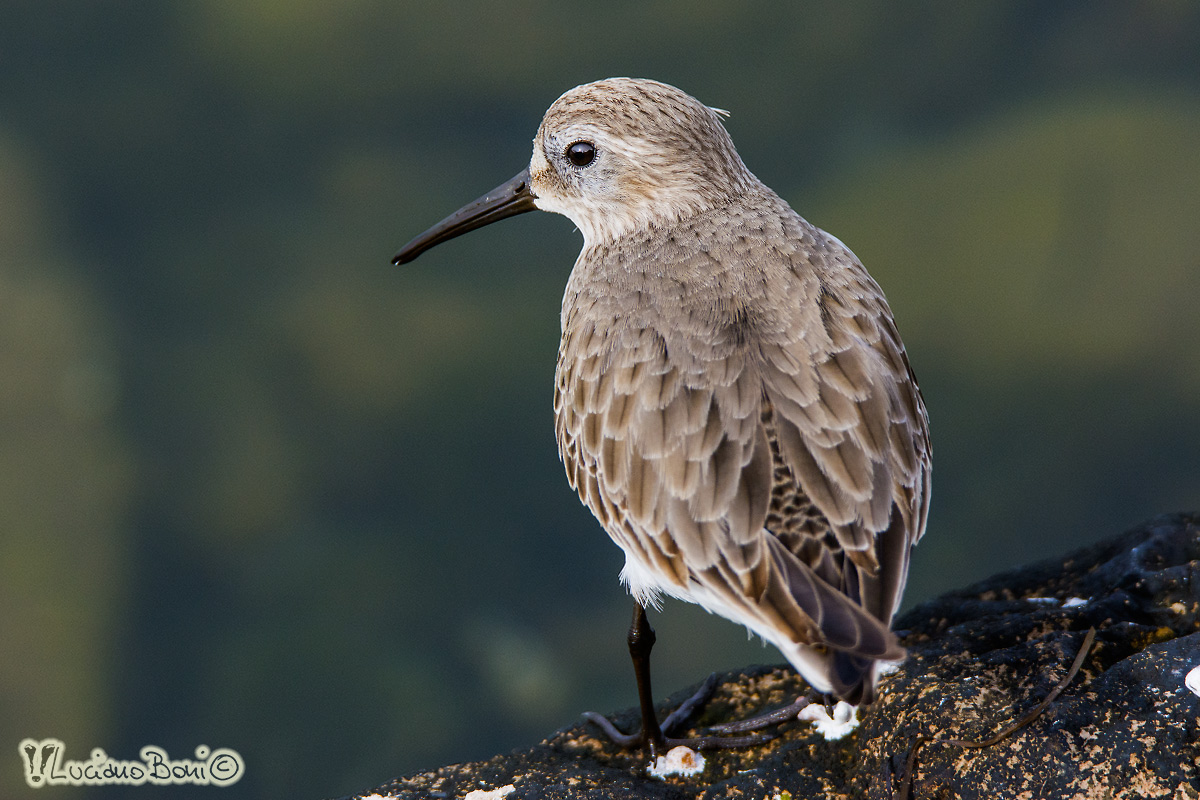 Dunlin