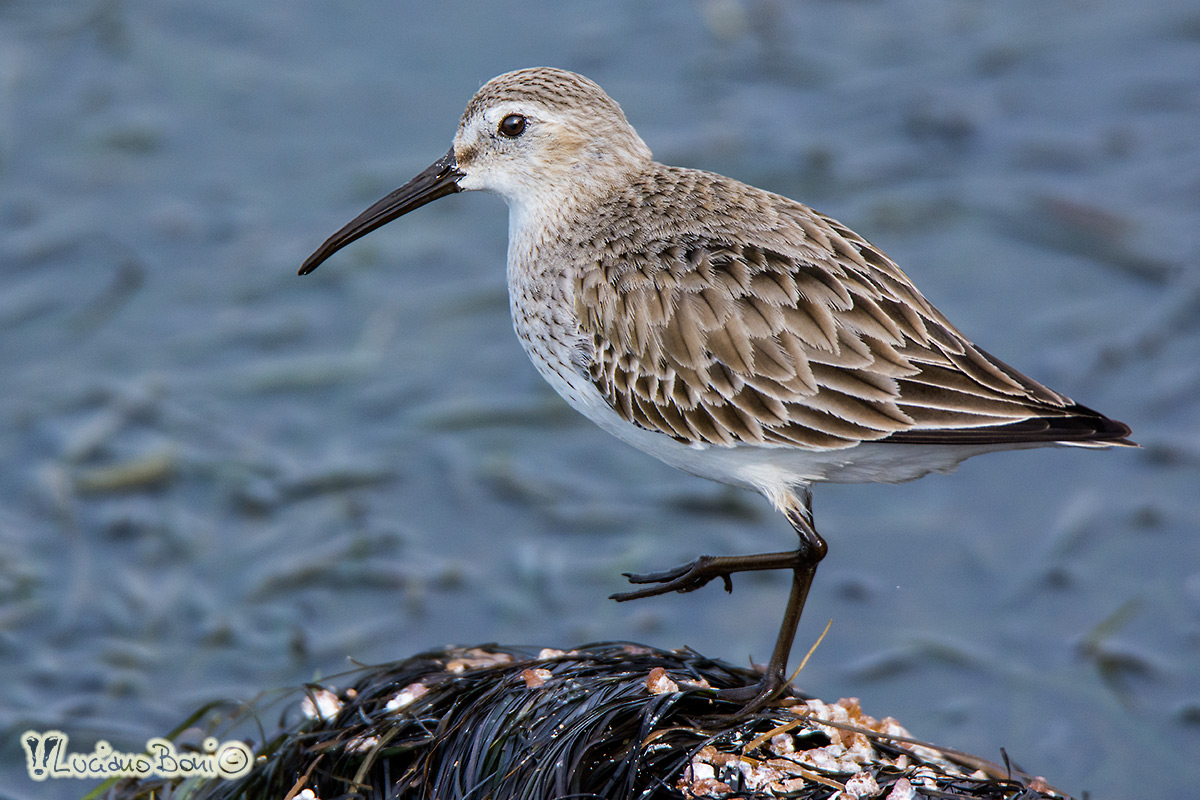 Dunlin