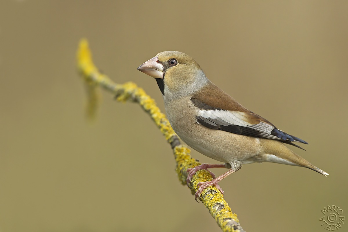 Frosone comune (Coccothraustes coccothraustes)