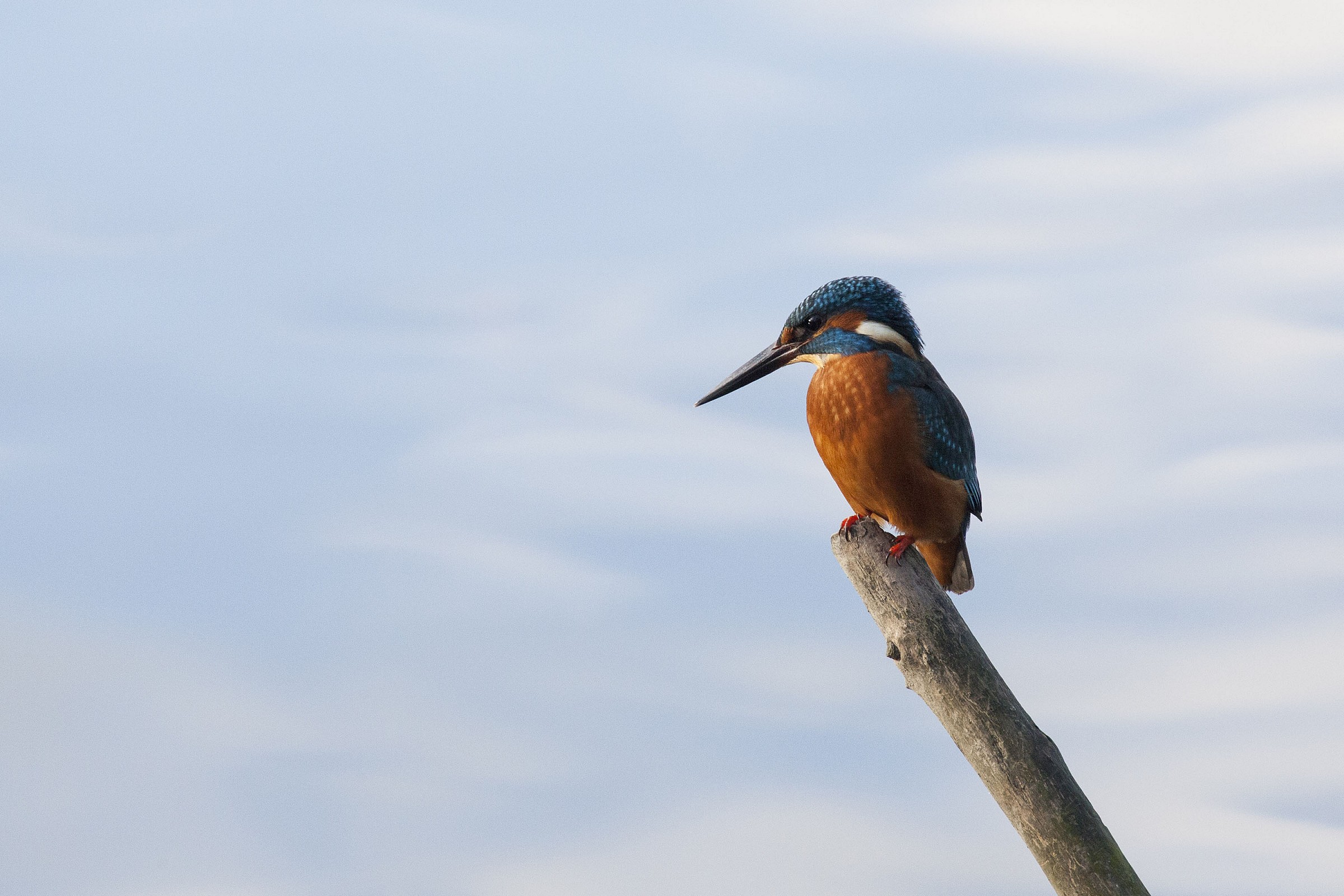 Il buon giorno si vede dal Martino