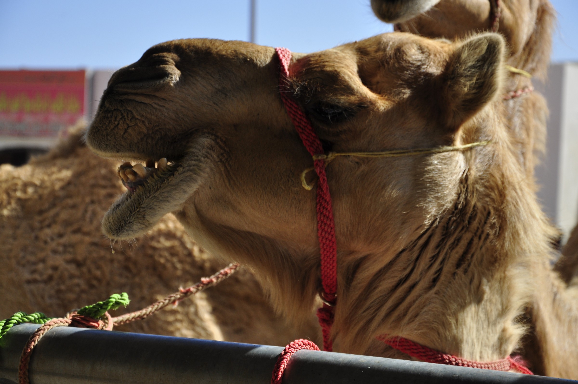 Bedouin market